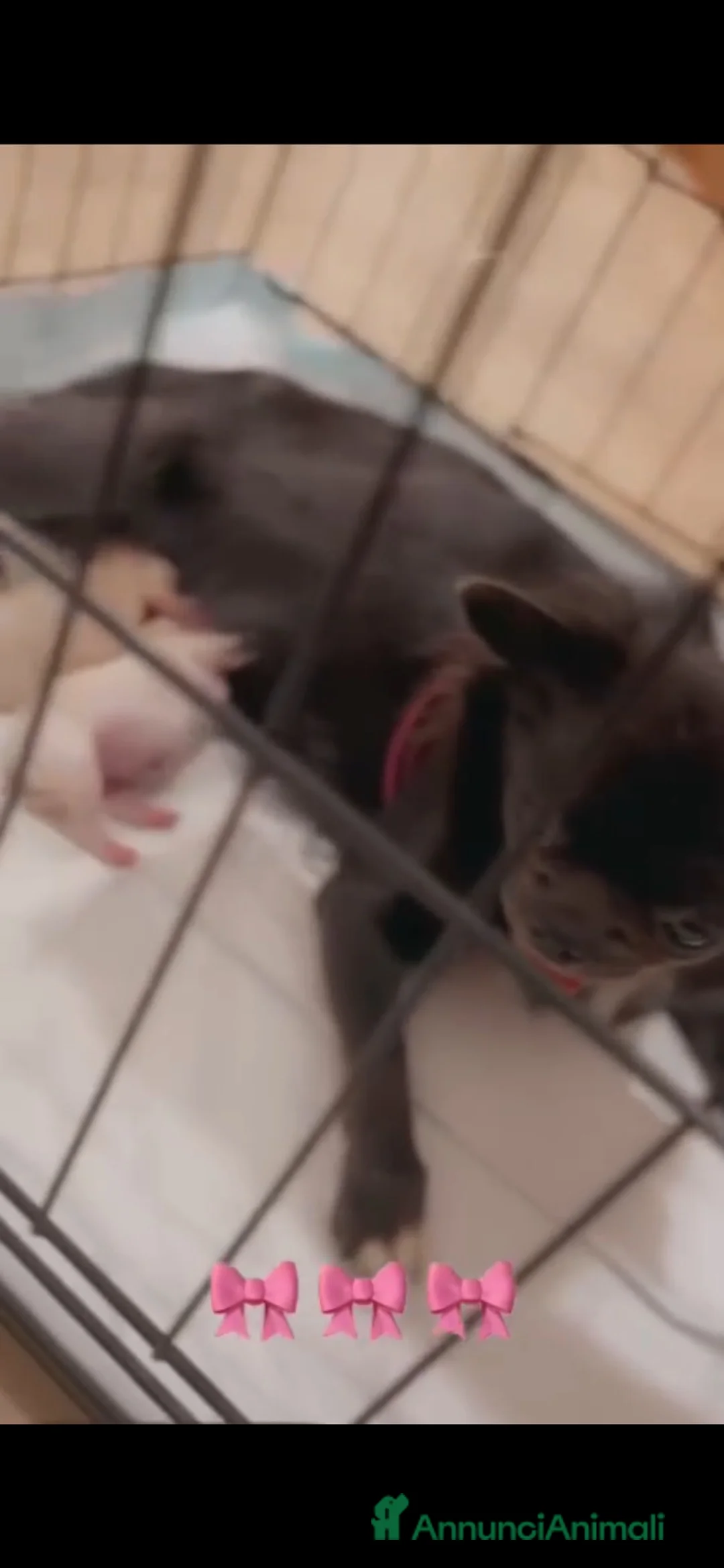 Chihuahua cani in vendita: Cucciole di chihuahua a pelo lungo - Annuncio 14