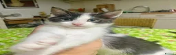 Meticcio gatti in regalo: Regalo meravigliosi gattini scorzé  a Città Metropolitana di Venezia - Annuncio 3