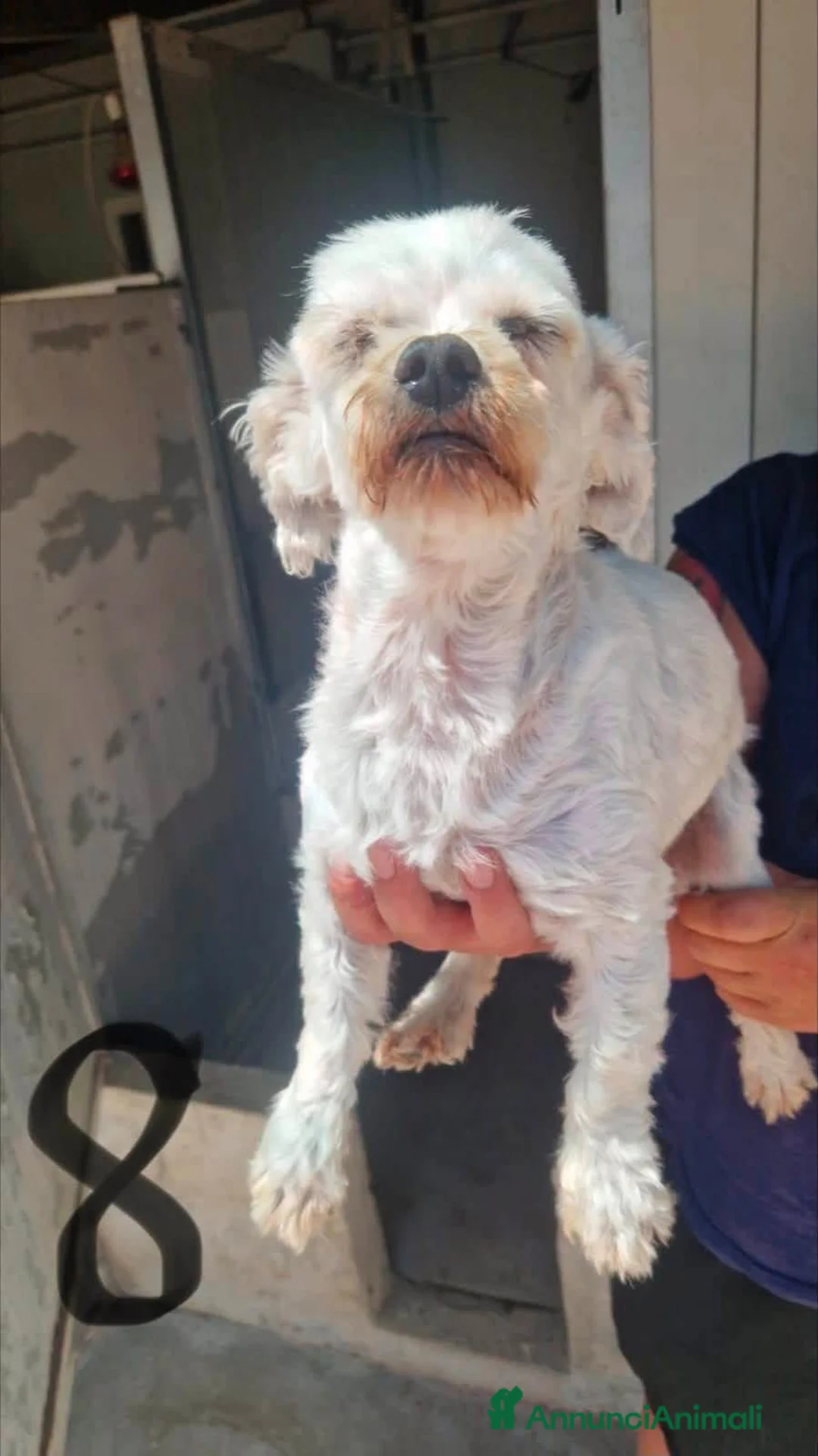 Altre razze cani in regalo: ADOZ.del💔:ex fattrici cercano calore di una casa! - Annuncio 6