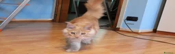 Maine Coon gatti in vendita: torna disponibile maine coon cucciolo  - Annuncio 5