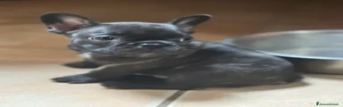 Bulldog Francese Cucciolo 3