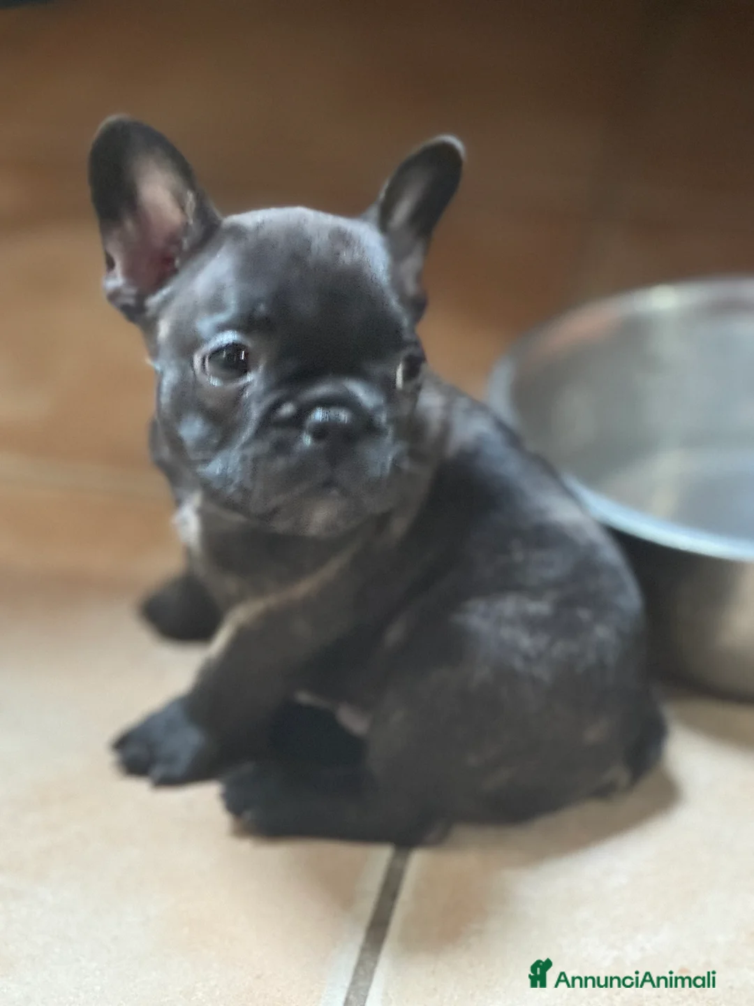 Bulldog Francese cani in vendita: Cuccioli selezionati di bulldog francese - Annuncio 3