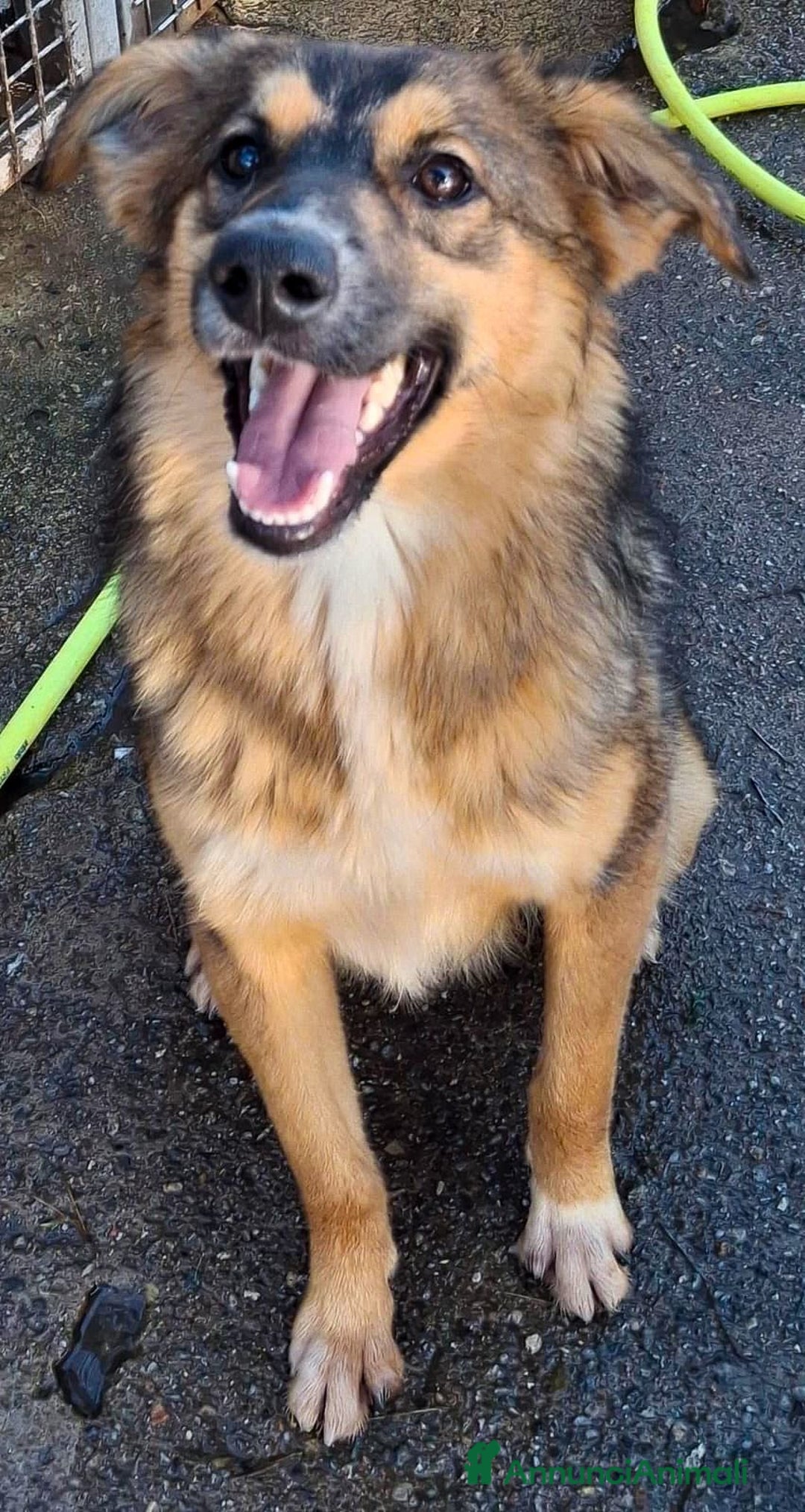 Meticcio cani in regalo: BRENDA 🩷 - cucciola tenerissima cerca casa 🥺😍 - Annuncio 7