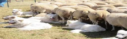 Pastore Maremmano cani in vendita: Spettacolari cuccioli di Pastore Abruzzese  - Annuncio 5