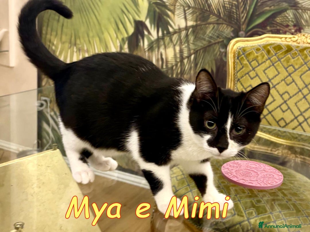 Europeo gatti in regalo: MYA E MIMI URGENTE CERCANO CASA - Annuncio 2