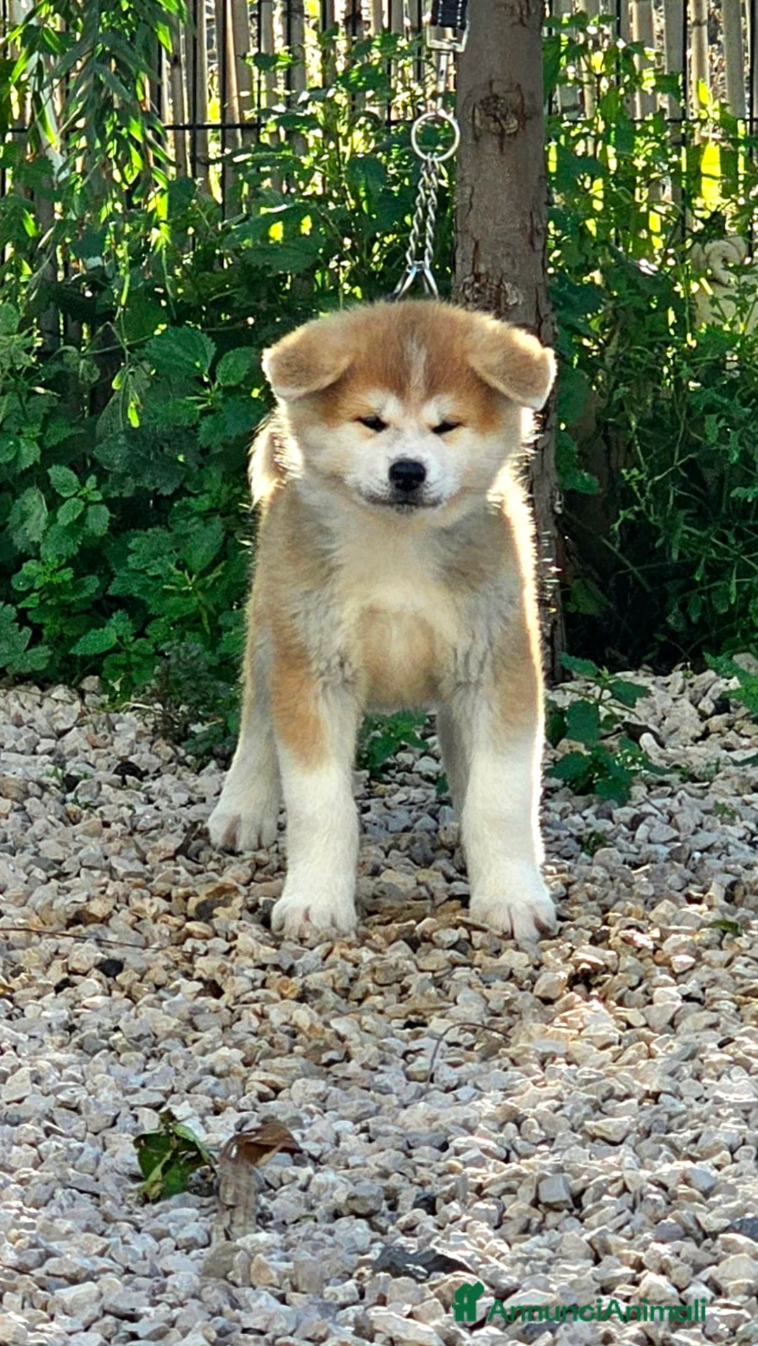 Akita Inu cani in vendita: Femmina Akita inu - Annuncio 3