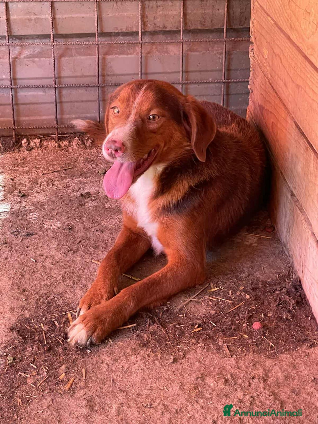 Meticcio cani in regalo: MUFFIN, il cucciolone più DOLCE! - Annuncio 5
