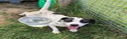 Meticcio cani in regalo: Rosa, un fiore di rara bellezza - Annuncio 7
