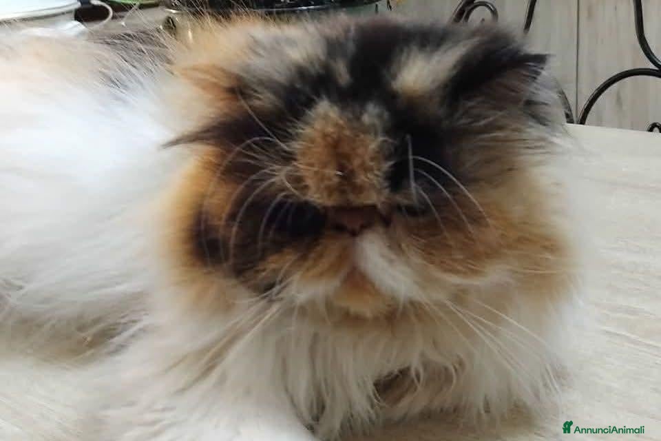 Persiano gatti Persiana calico  - Annuncio 5