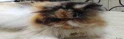 Persiano gatti in vendita: Persiana calico  - Annuncio 1