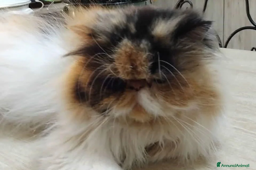 Persiano gatti in vendita: Persiana calico  - Annuncio 1