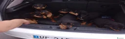 Rottweiler cani in vendita: Cuccioli di rottweiler  a Provincia del Sulcis Iglesiente - Annuncio 2