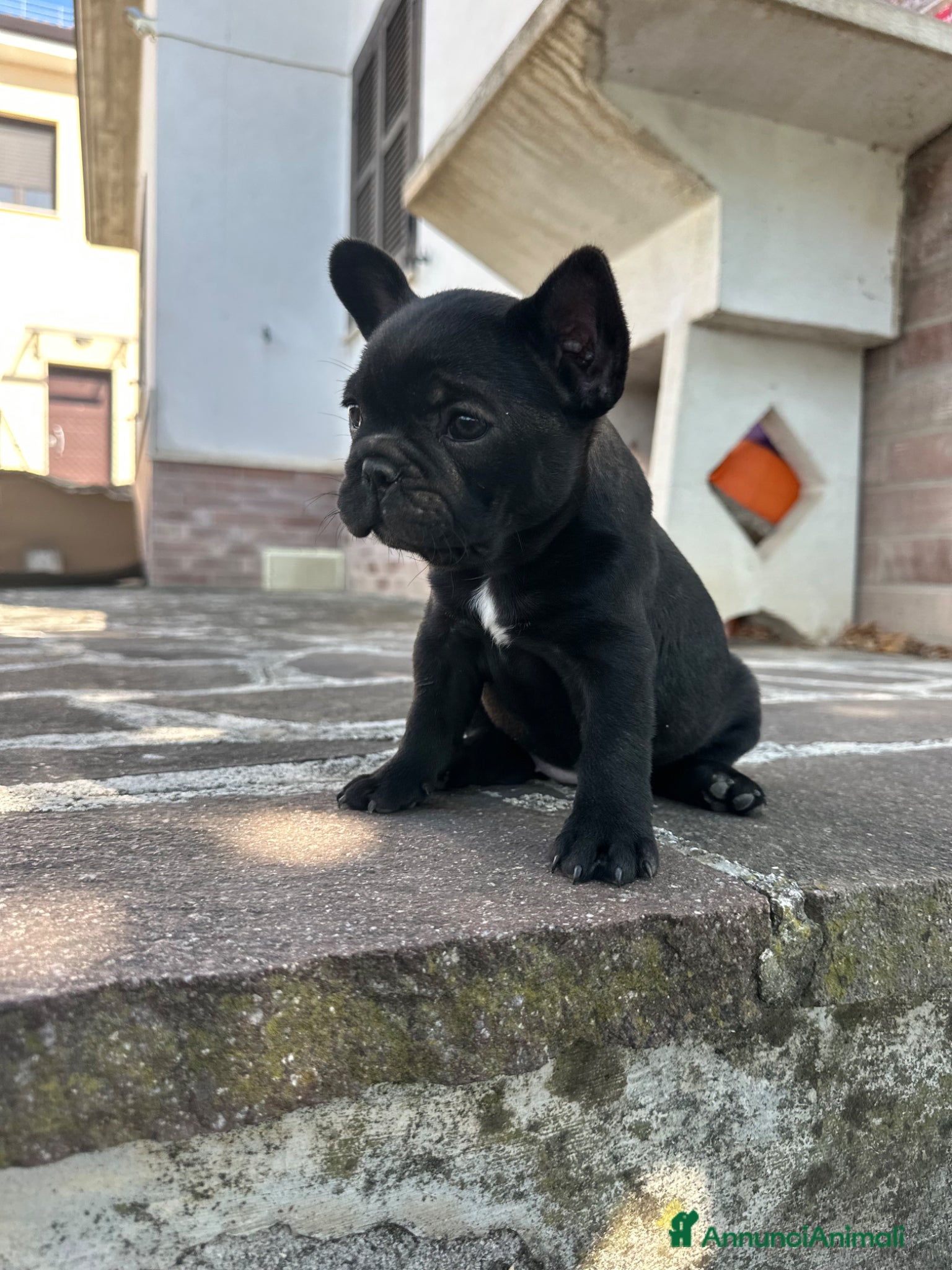 Bulldog Francese cani bulldog francese nero tigrato  - Annuncio 13