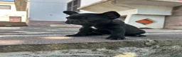 Bulldog Francese cani in vendita: bulldog francese nero tigrato  - Annuncio 1