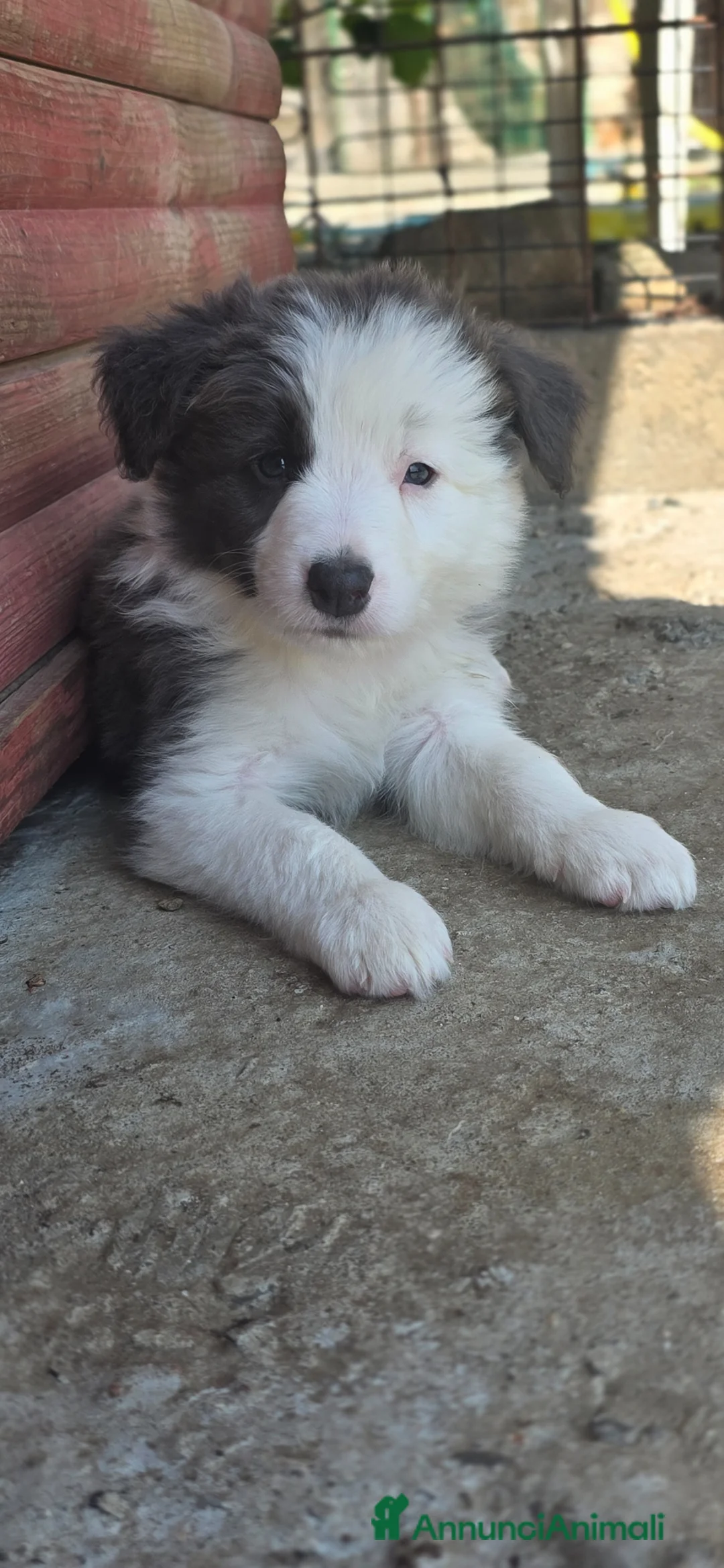 Border Collie cani in vendita: Border collie blue e bianco  - Annuncio 3