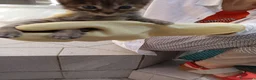 Meticcio gatti in regalo: REGALO 5 GATTINI NATI IL 1.8.26 - Annuncio 2