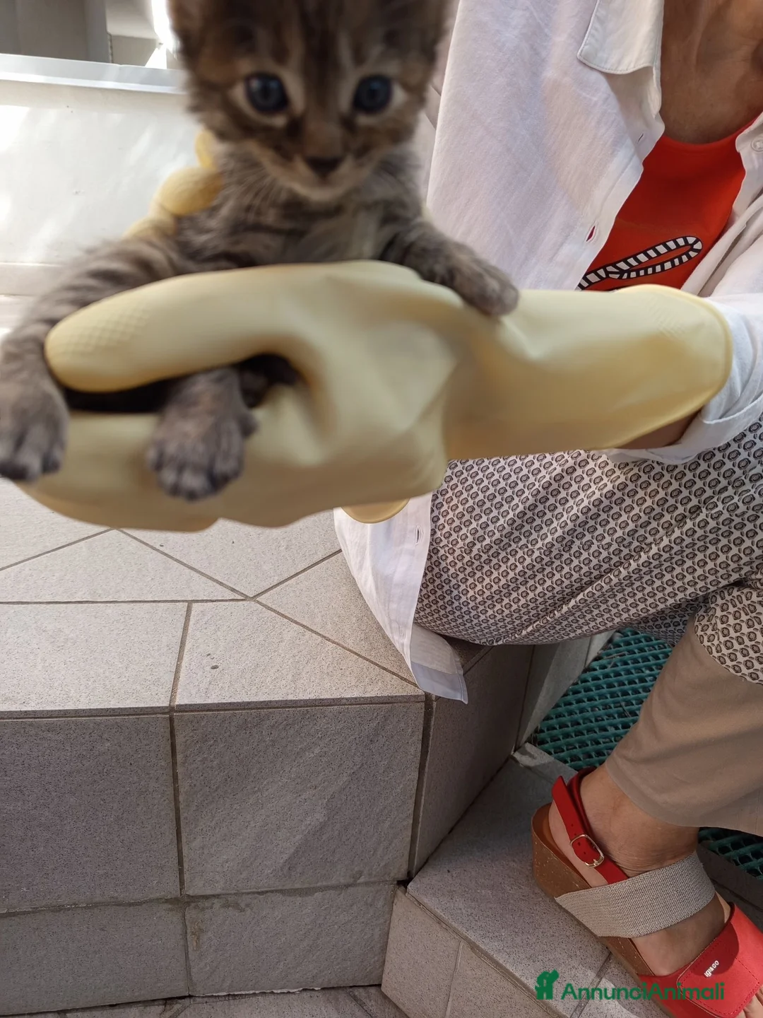 Meticcio gatti in regalo: REGALO 5 GATTINI NATI IL 1.8.26 - Annuncio 2