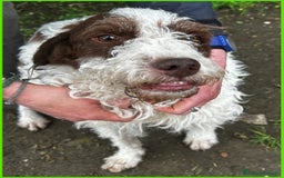 Lagotto cani in regalo: URGENTISSIMO! FORLI' GIOVANE CAGNOLINO CON UNA BRU a Città metropolitana di Milano - Immagine 10