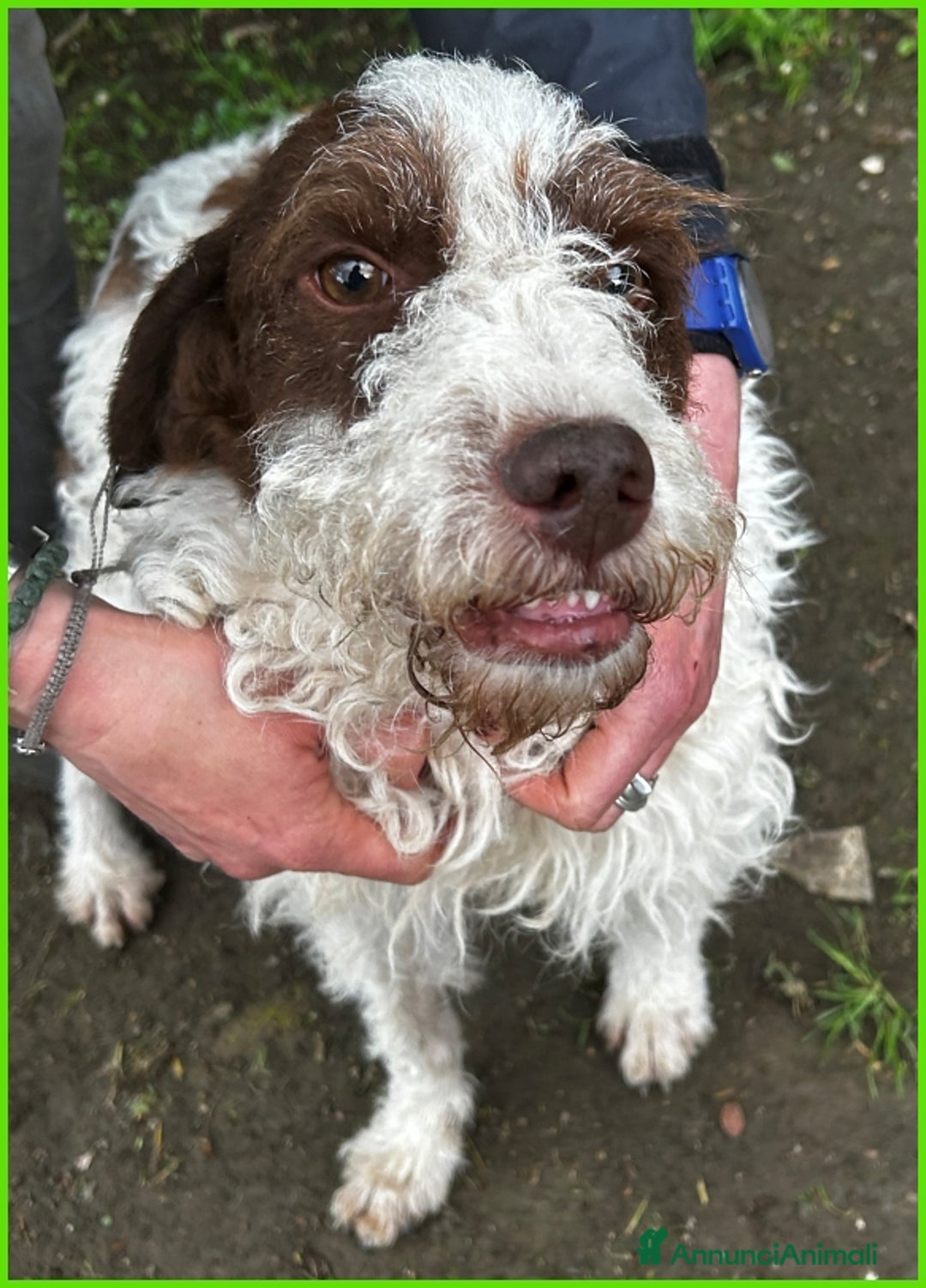 Lagotto cani in regalo: URGENTISSIMO! FORLI' GIOVANE CAGNOLINO CON UNA BRU a Città metropolitana di Milano - Immagine 10
