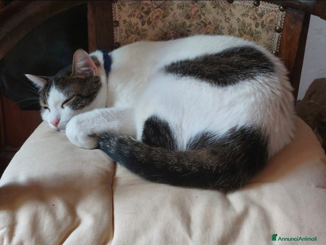 Europeo gatti in regalo: Dolcissimi fratellini cercano casa - Annuncio 5