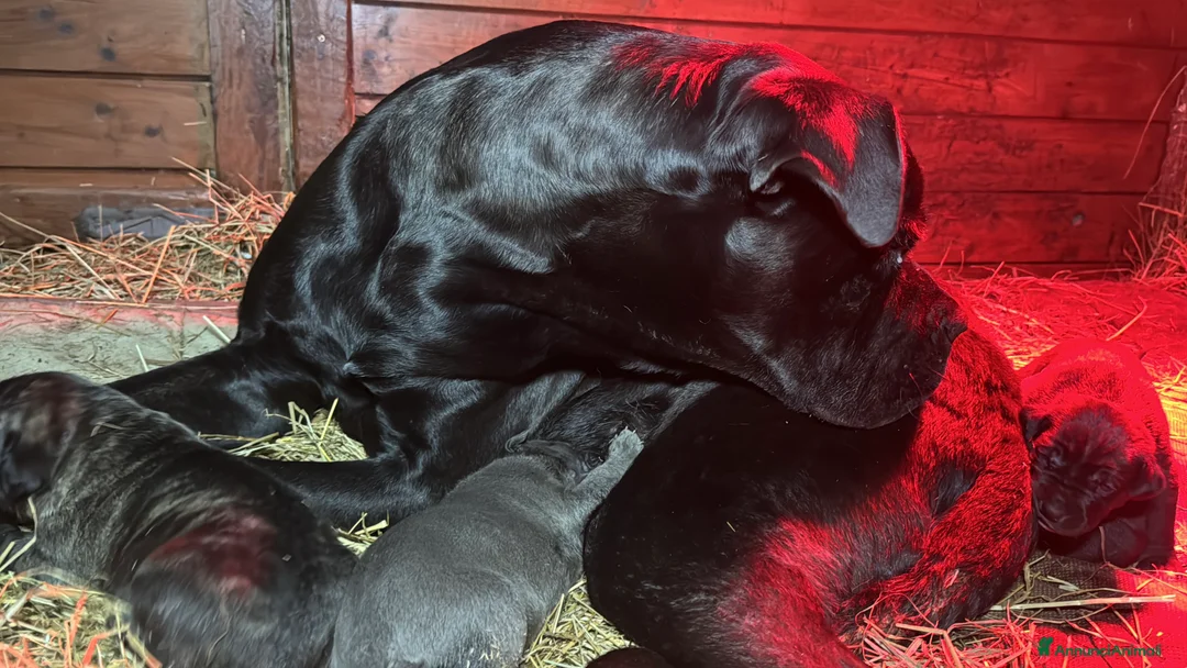 Cane Corso cani in vendita: Cuccioli di Cane Corso - Annuncio 14