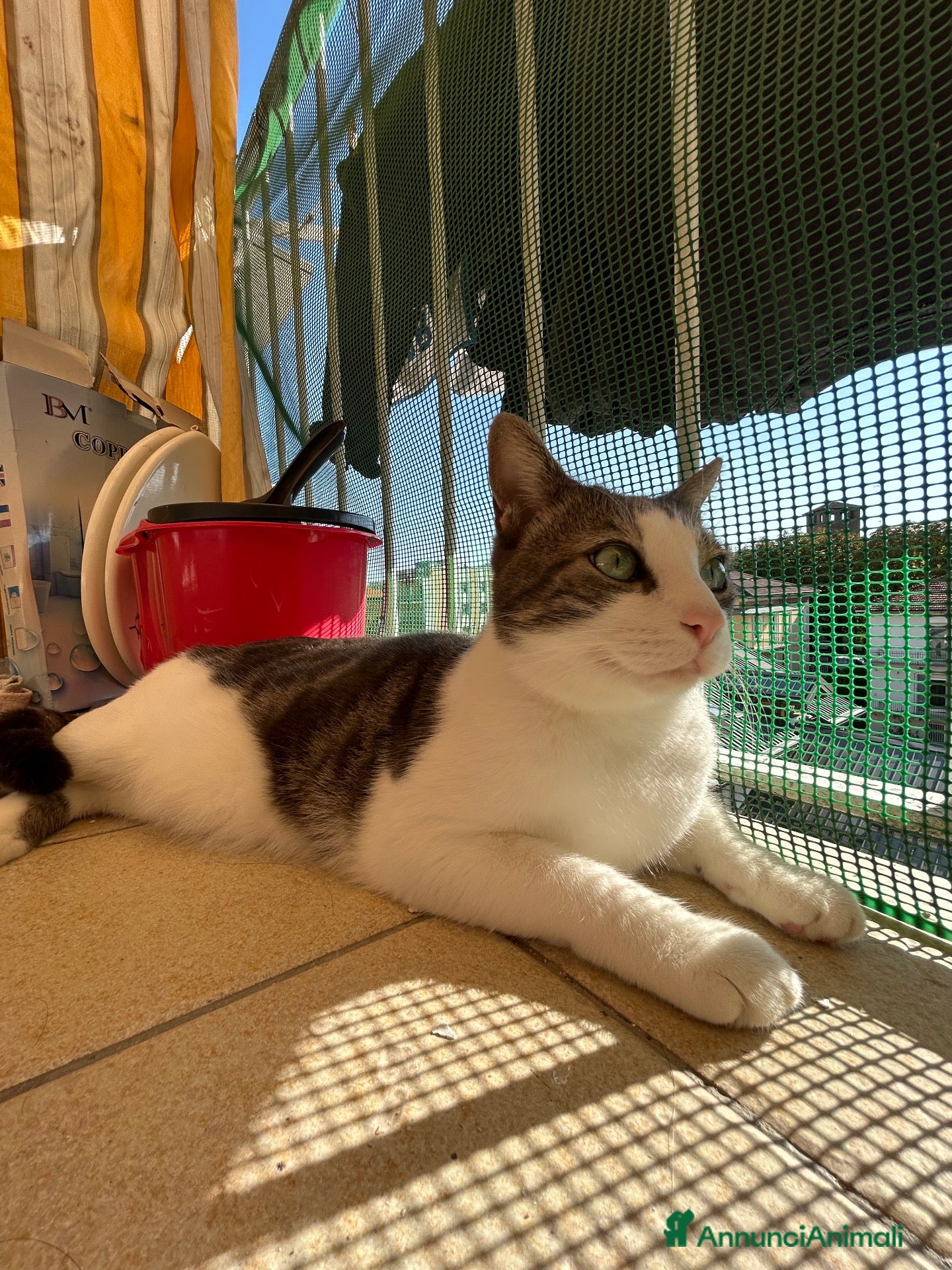 Europeo gatti “ YOGHI” GATTO IN REGALO VA D’ACCORDO CON GATTI - Annuncio 42