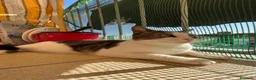 Europeo gatti in regalo: “ YOGHI” GATTO IN REGALO VA D’ACCORDO CON GATTI a Provincia di Vercelli - Annuncio 1