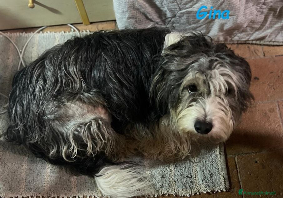 Meticcio cani GINA tanto buona e carina  - Annuncio 2