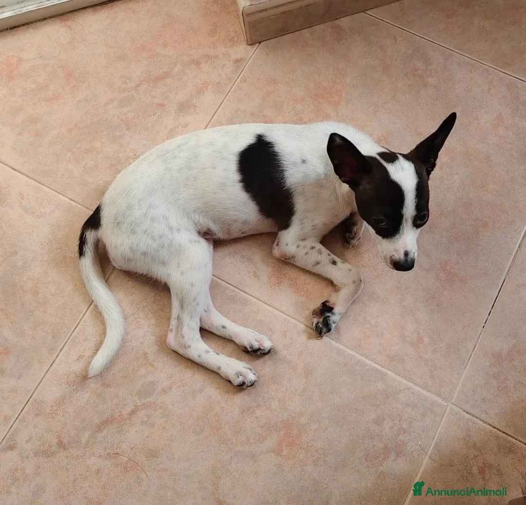 Meticcio cani in regalo: Alice dolce cucciola taglia  piccola - Annuncio 3