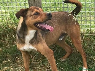 Meticcio cani Mango, il cagnolino che si mette in posa - Annuncio 29