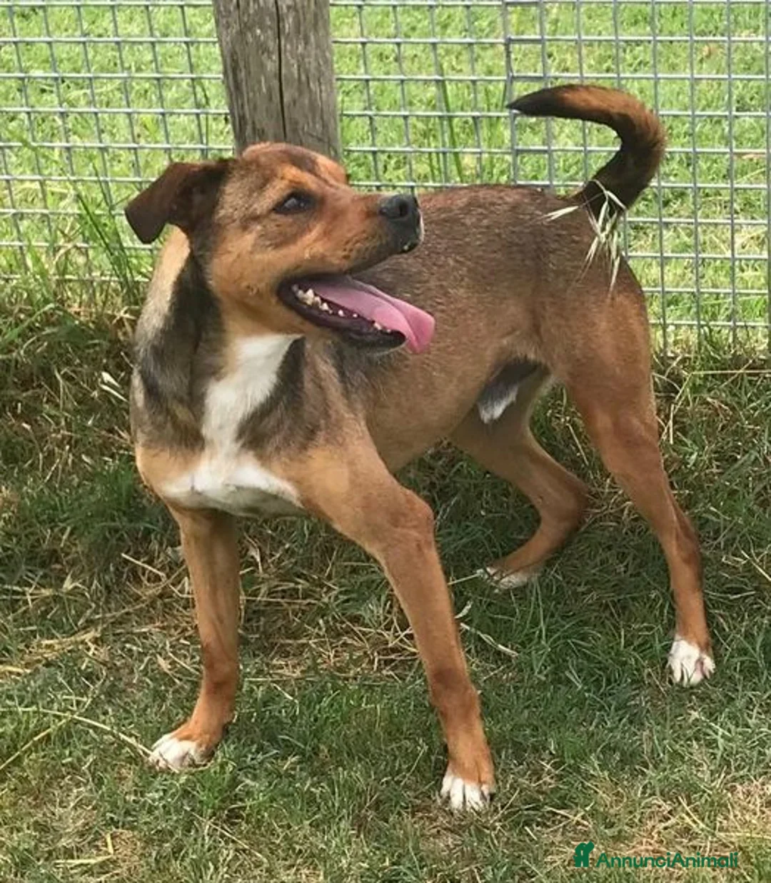 Meticcio cani in regalo: Mango, il cagnolino che si mette in posa - Annuncio 1