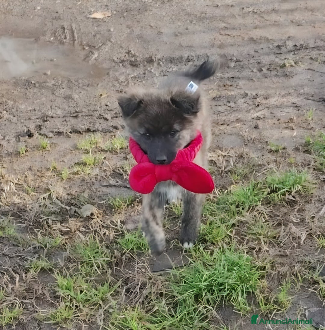 Meticcio cani in regalo: GEORGI cucciola 3 mesi taglia piccola - Annuncio 9