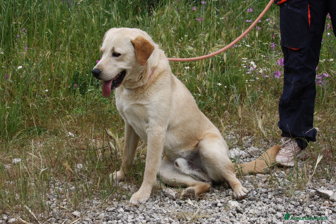 Meticcio cani in regalo: Goran 1 anno cucciolotto equilibrato  - Annuncio 6