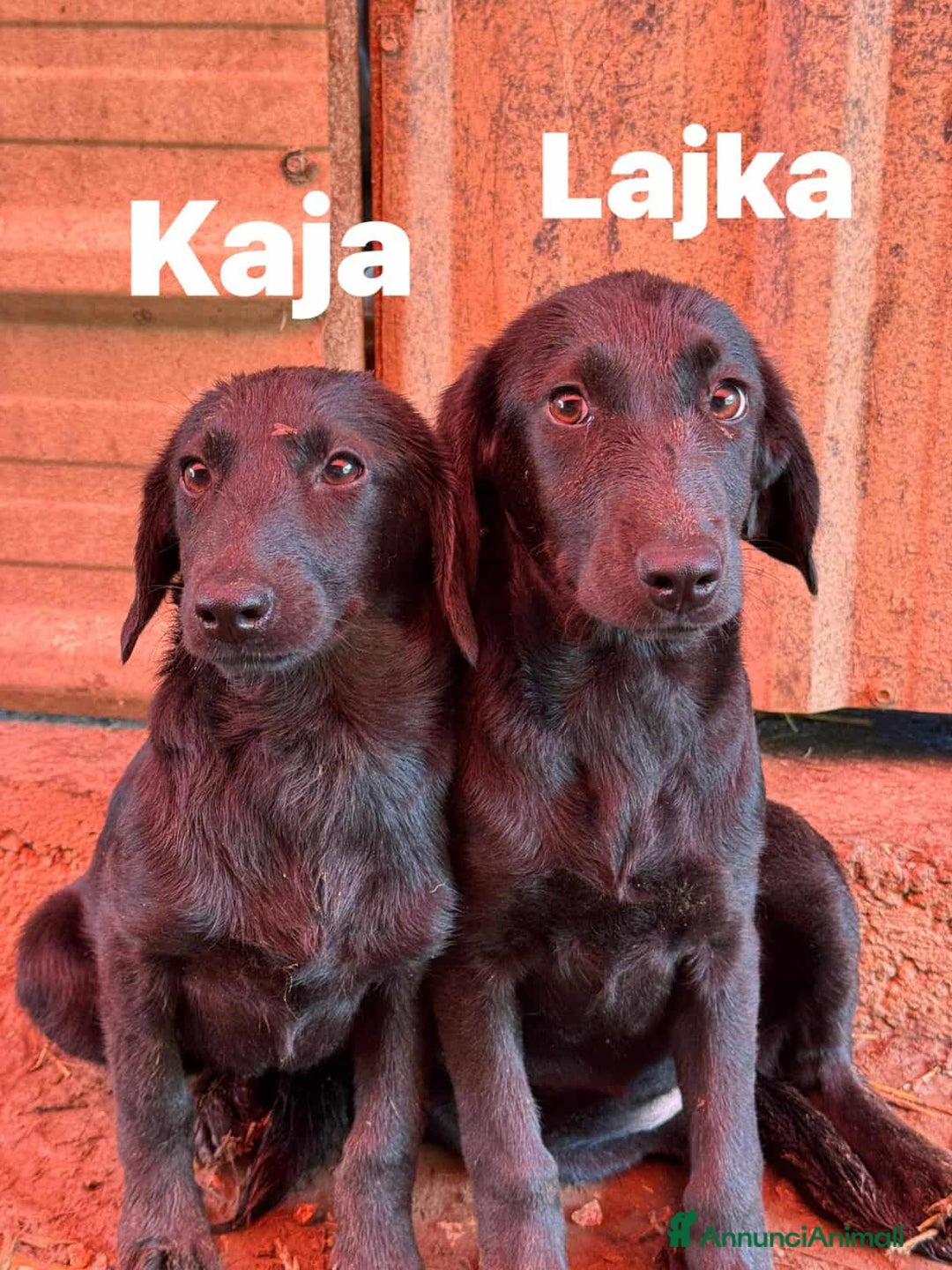 Meticcio cani in regalo: LAJKA 6 KAJA, cucciole invisibili.  - Annuncio 3