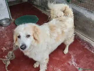 Meticcio cani Igor Golden Retriever Meticcio in Canile - Annuncio 2