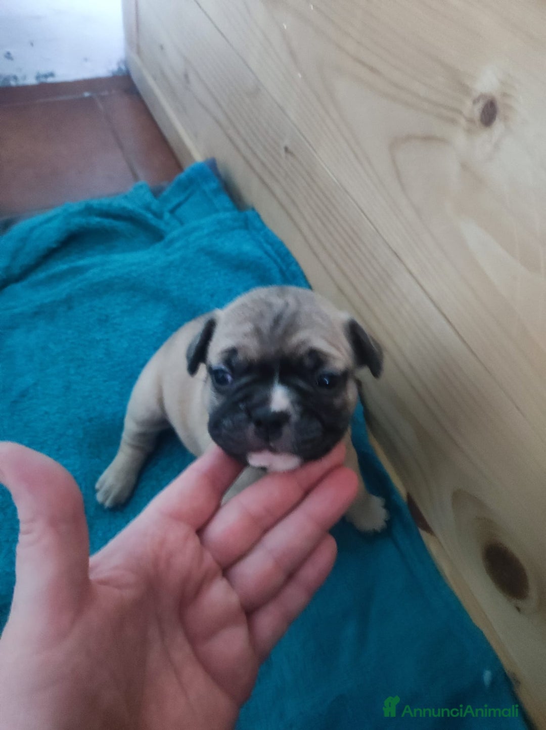 Bulldog Francese cani in vendita: Cuccioli di bulldog francese  - Annuncio 2