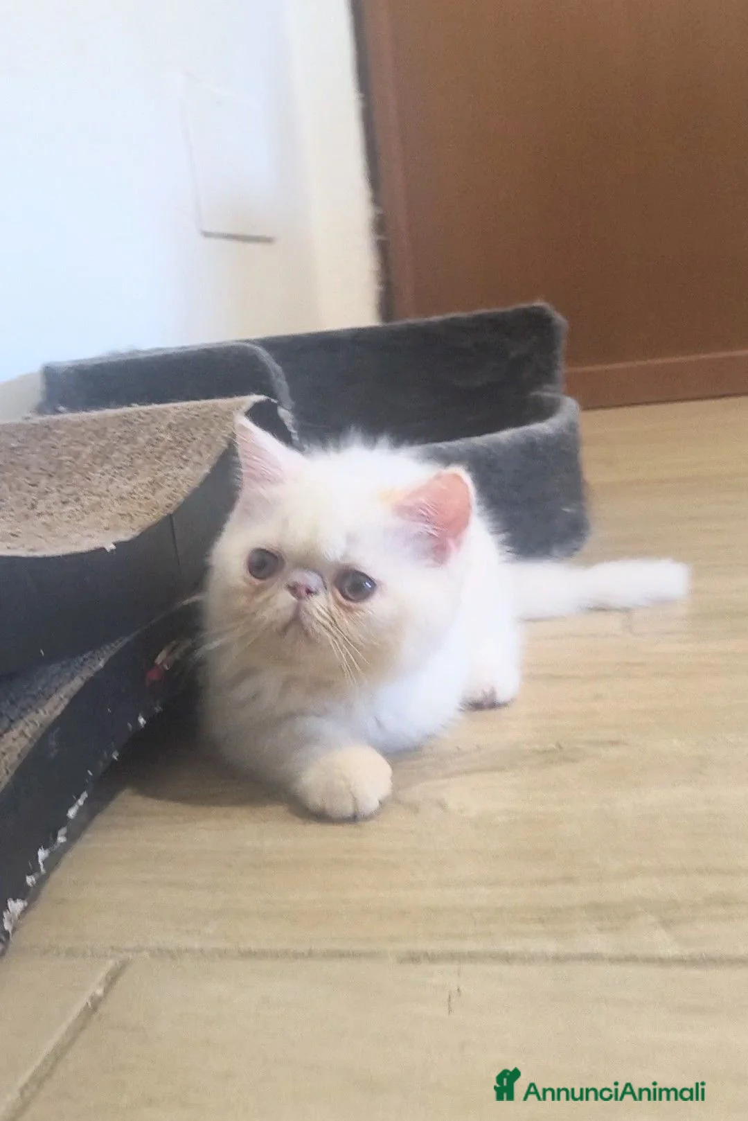 Persiano gatti in vendita: Persiano Exortic - Annuncio 2