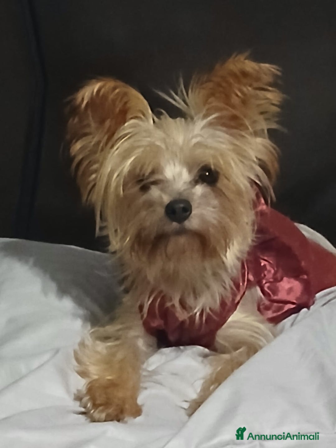 Yorkshire cani in regalo: Splendida Yorkshire - YORKI - Annuncio 1