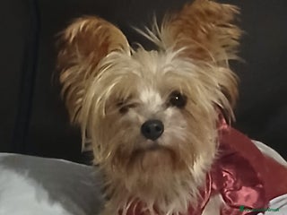 Yorkshire cani Splendida Yorkshire - YORKI - Annuncio 6