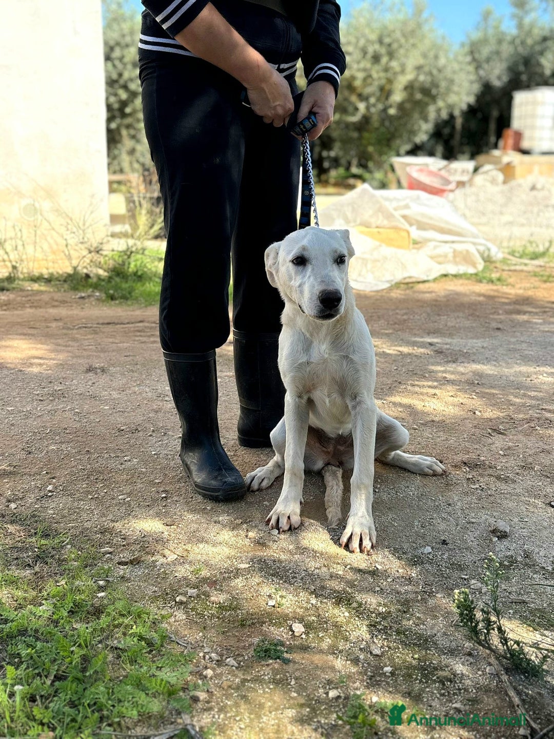 Altre razze cani in regalo: livia e loretta - Annuncio 2