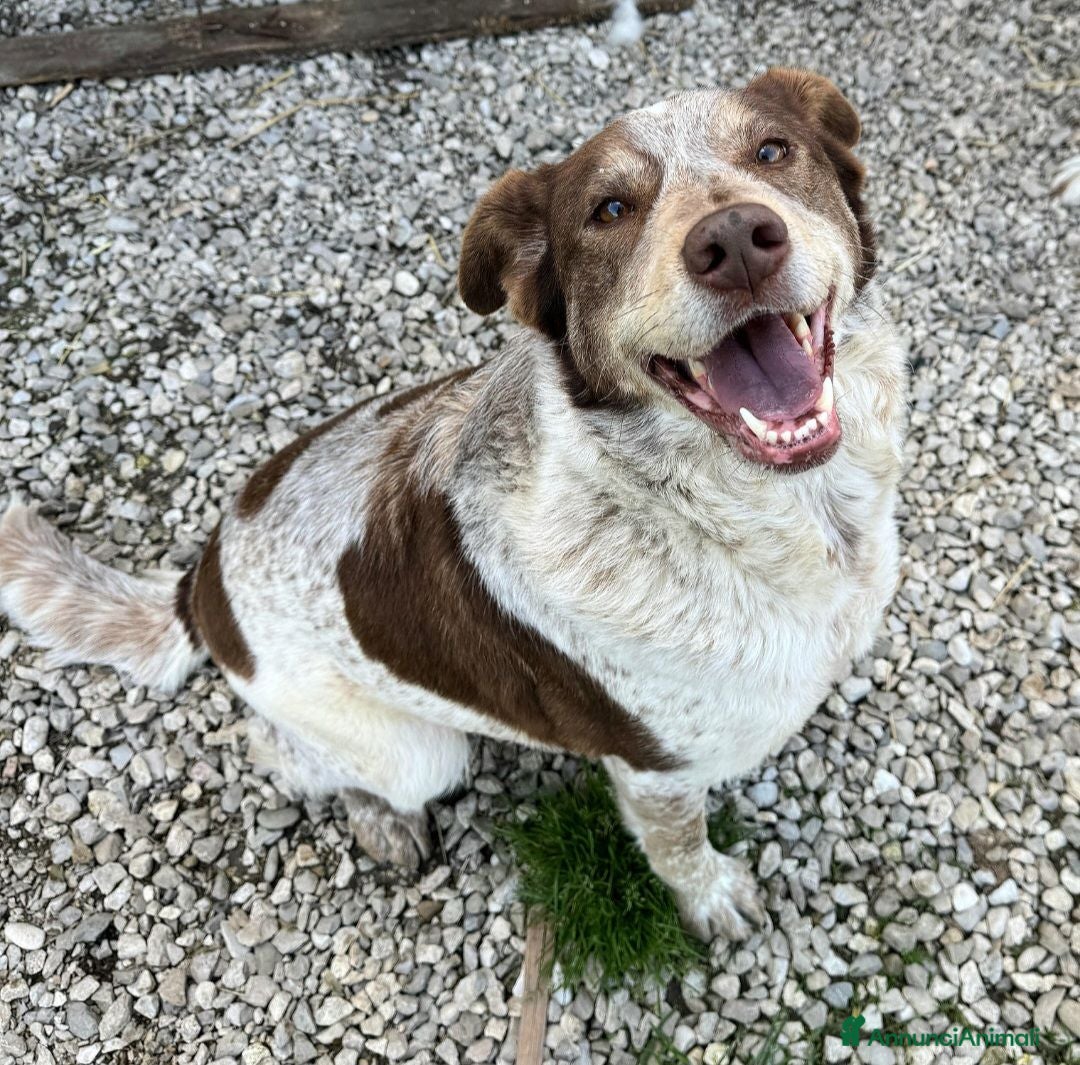 Meticcio cani Kikka 4 anni Taglia media  - Annuncio 18