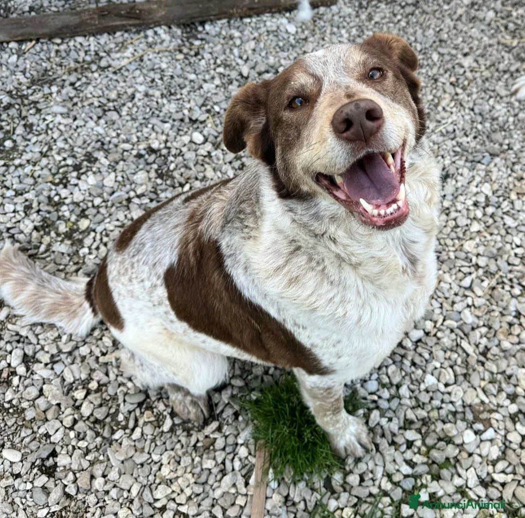 Meticcio cani in regalo: Kikka 4 anni Taglia media  - Annuncio 1