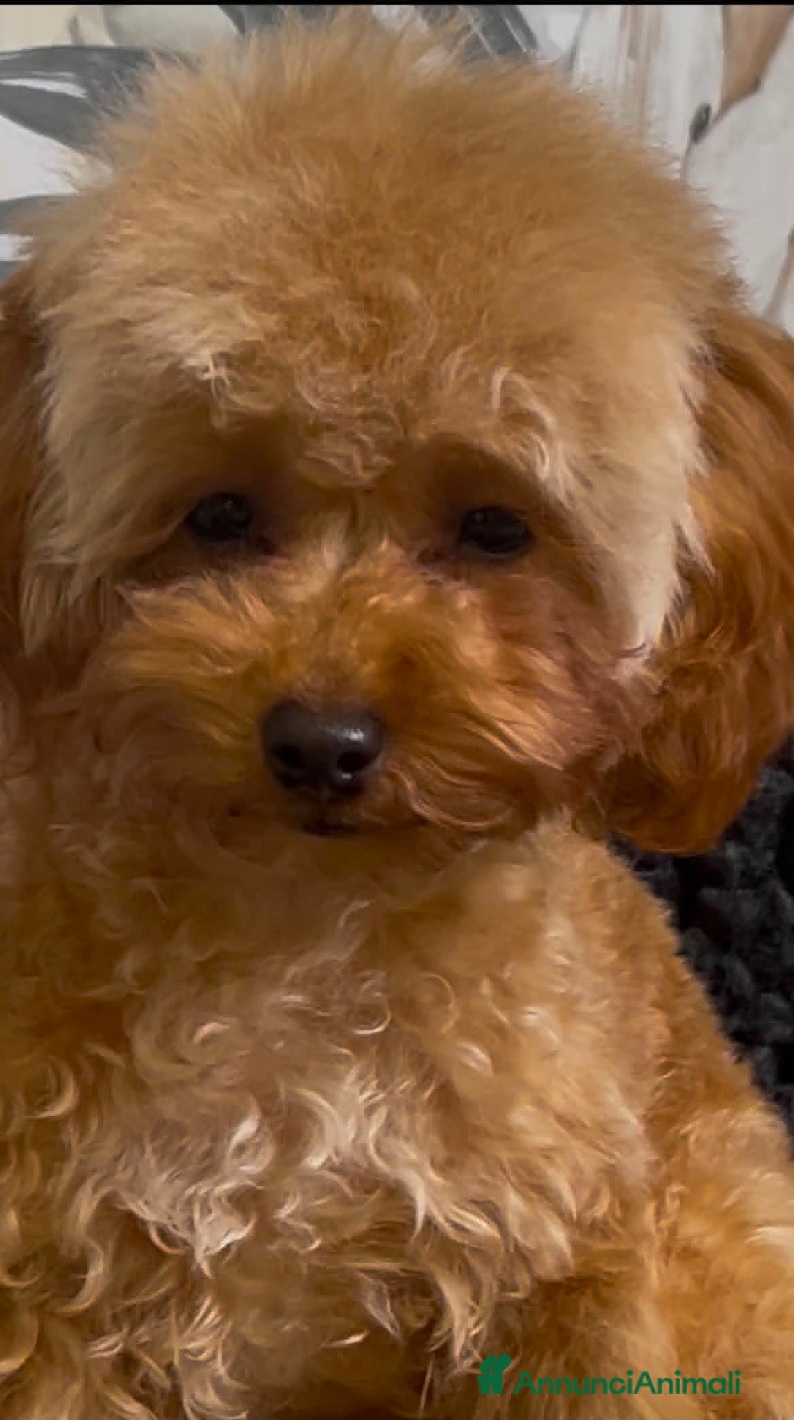 Barboncino Toy cani in vendita: Cuccioli barboncino toy e mini toy  a Provincia di Brescia - Annuncio 9
