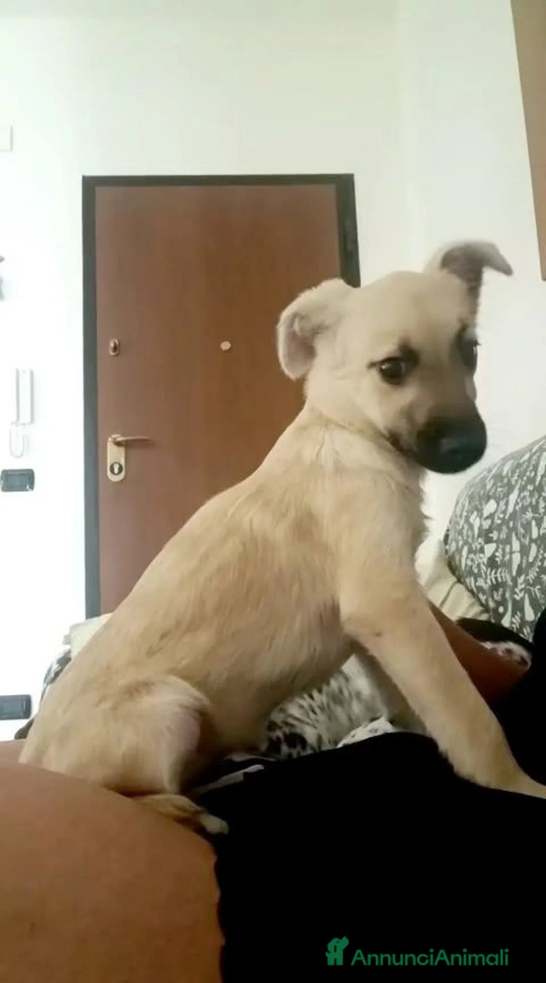 Meticcio cani in regalo: Milù  - Annuncio 2
