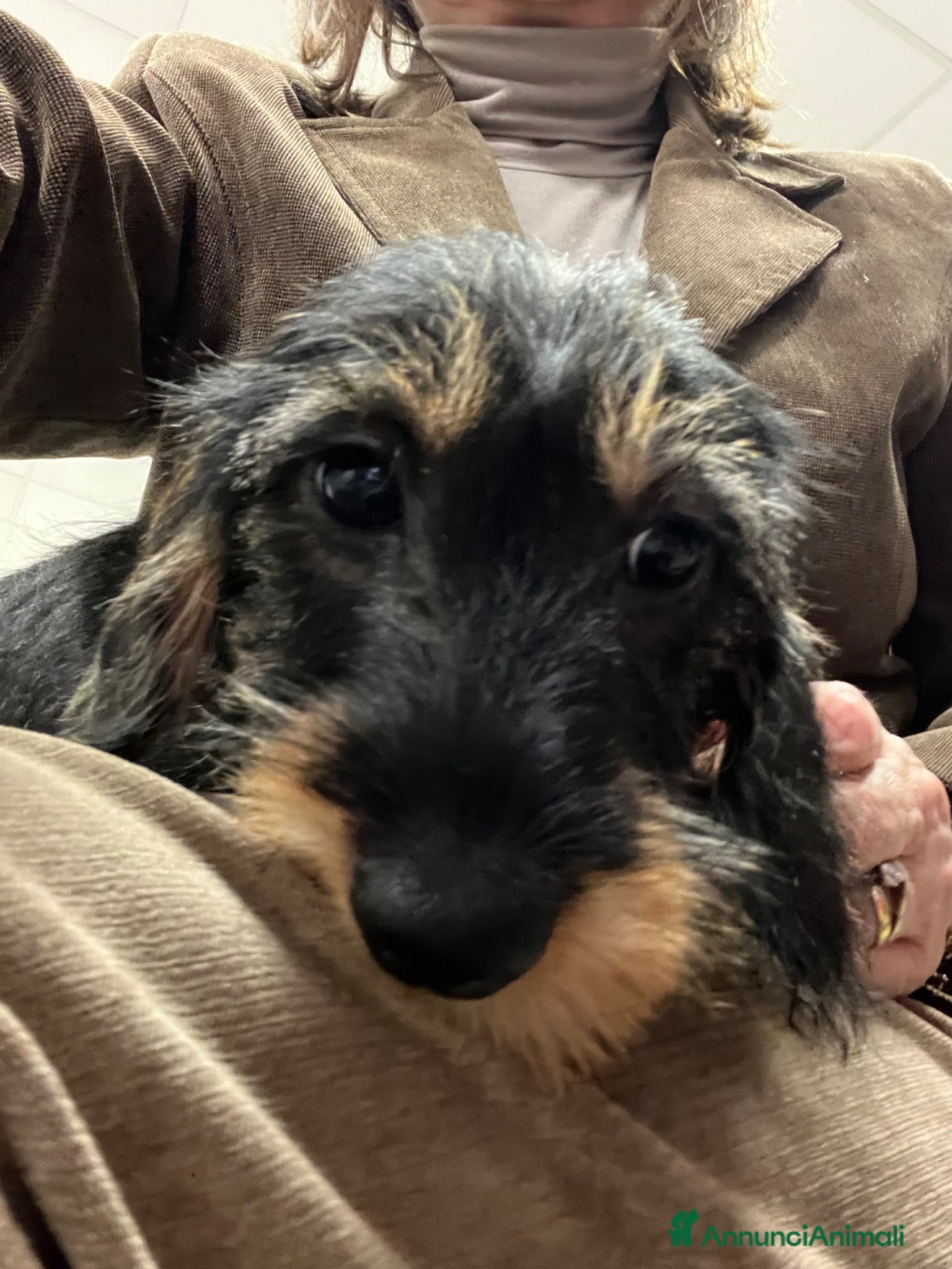 Bassotto cani Bassotti a pelo duro taglia nana - Annuncio 12