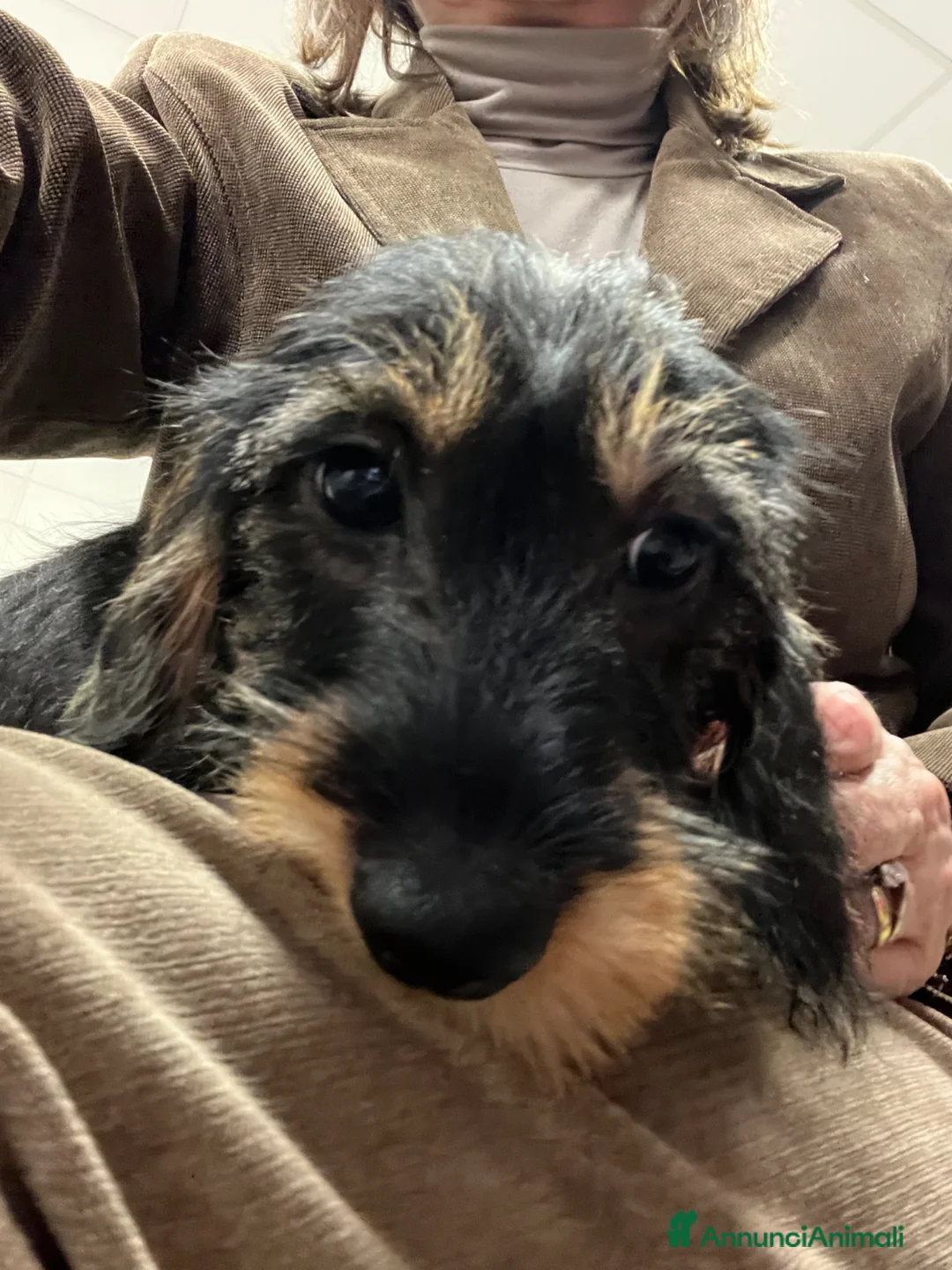 Bassotto cani in vendita: Bassotti a pelo duro taglia nana - Annuncio 1