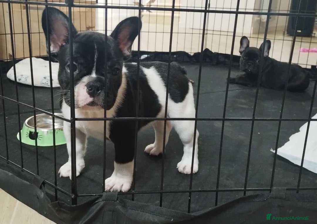 Bulldog Francese cani in vendita: Cuccioli di Bulldog Francese  - Annuncio 3