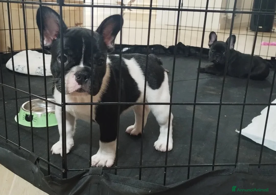 Bulldog Francese cani in vendita: Cuccioli di Bulldog Francese  - Annuncio 3