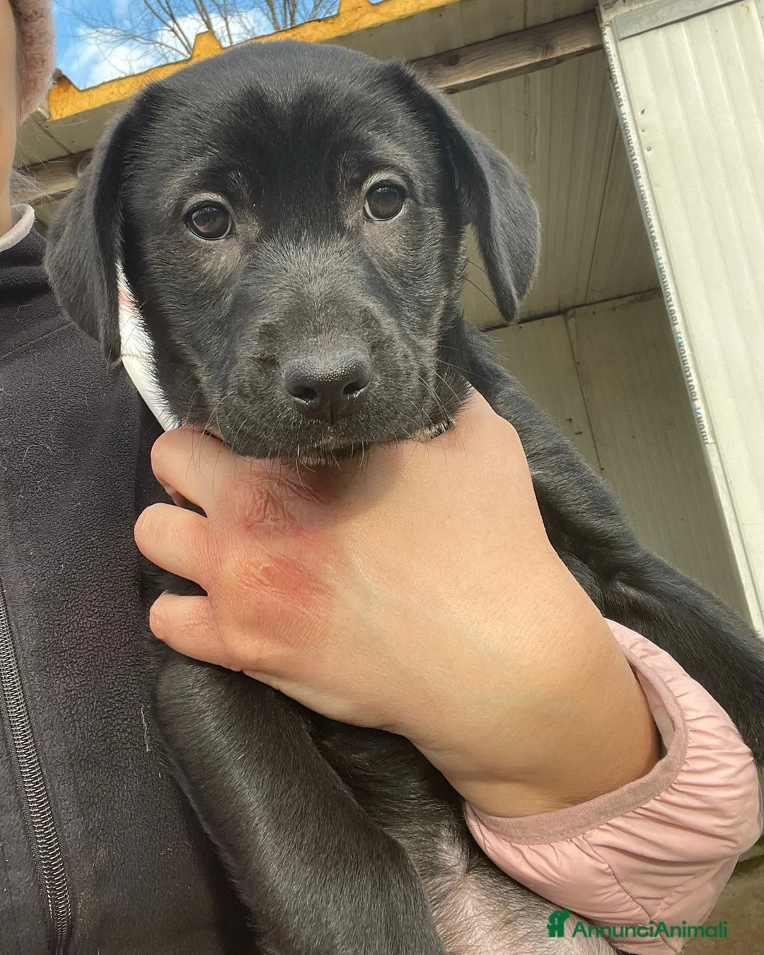 Labrador cani in regalo: VITTORIA - Annuncio 4