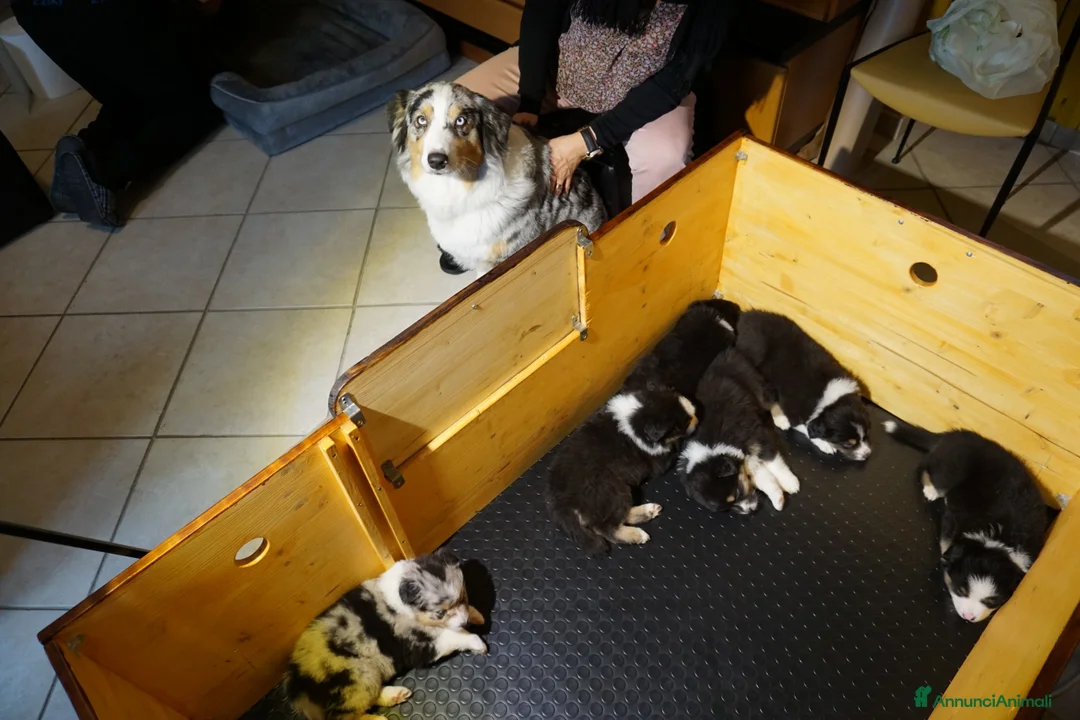 Australian Shepherd cani in vendita: Cucciolata Australian Shepherd  - Annuncio 2